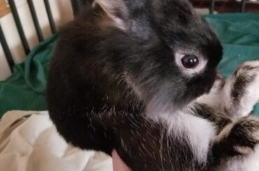 Always scratches and leaves scars on everybody when she gets her nails trimmed.