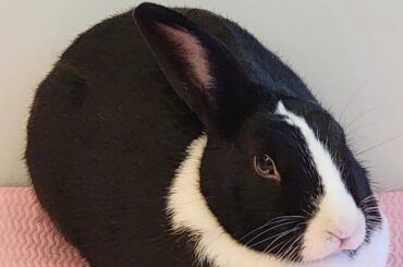 Did I raise my loaf enough?