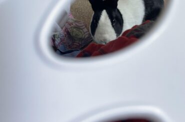 i think the hoomins call this lounge-ry, because its comfy to lounge on