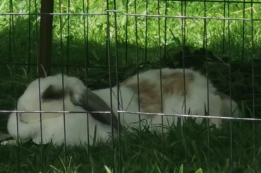 another floofy noodle.