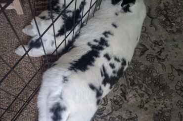 Smol nood cuddles mega nood