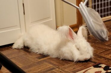 Sleeping bunnerpillar sneak shot