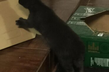 This is raven, she tried her best. Don’t judge her.