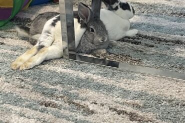 Waffles has NO respect for Willow’s personal space🤦‍♂️