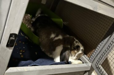 I only want to be in HALF of the litter box