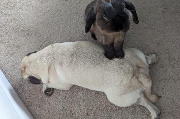 "Yes, I'm perfectly comfortable. Why do you ask?"