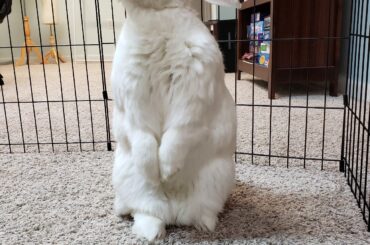 Very curious about the pen