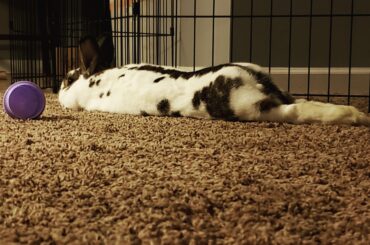 After dreaded brushing noodle