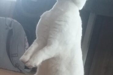 Cantinflas, my handsome bunny, is very curious. I'm so happy because he finally learned his name! I love him so much, and I wanted to share his cuteness with you all.❤