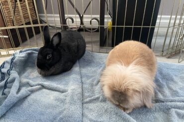 One very burnt loaf and one slightly fuzzy loaf
