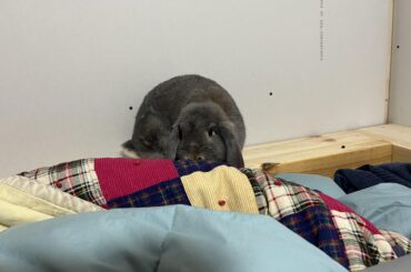 I’ve decided to close the “who pooped in the bed” case file.