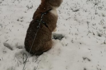 We had snow in Germany!