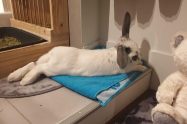 Big noodle sticking out one hear when I tried to take a pic