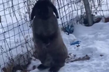 “Mom mom mom do you see it!? It snowed!”