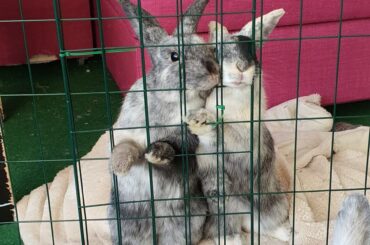 Thieves plotting how to get in to steal her food.