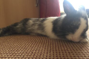 I think this belong here