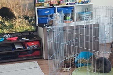 I caught my naughty bunny watching 18+ program.