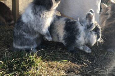 Standing up fully supporting themselves on their own back legs.