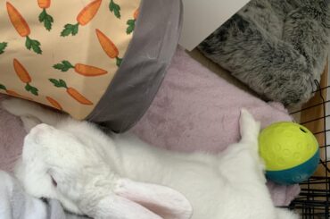 lemme just squeeze between here and I might get some more pets