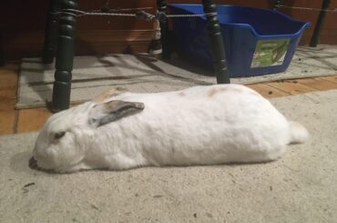 This sleepy noodle just wanted pets