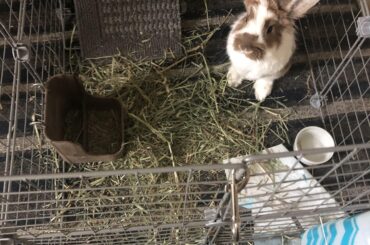 Mom, I was just helping redecorate. Treats?