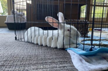 sliced white bread, anyone?