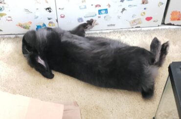 My sister's hop noodle, Winston. He started as a square and now he's a noodle.