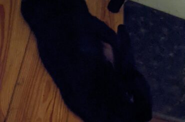 midnight snack noodle