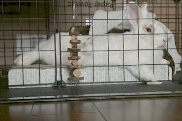 I’m spite of Scout needing to support himself with his arm, he’s using his scratch post to rest instead of his bed!🐇😁