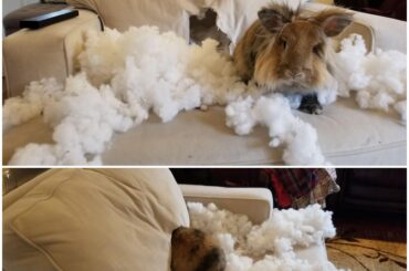 Caught burrowing into the sofa. Serious bunny mischief! (x-post r/Rabbits)