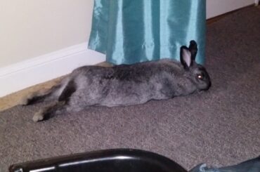 She chonk. This is as long as she was ever gonna get. <3