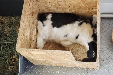 Oreo takes his naps seriously