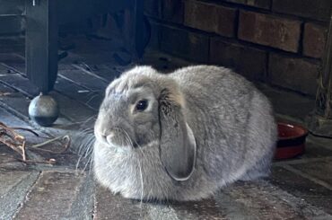 Gandalf the Grey Loaf.