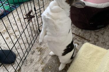 Ma Petite always turns bipedal when we bring the cookies out