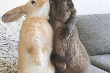 🐰How cute is this?