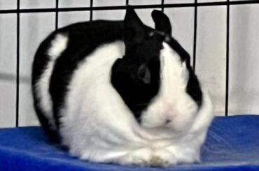 bonnie got fatshamed by the vet today.. please help cheer her up