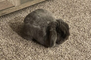 Loaf with a shed line