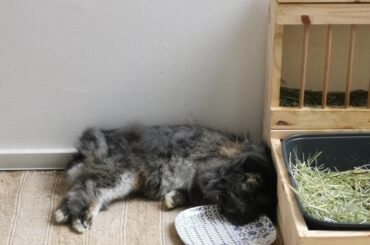 Napping hard after putting all the fresh hay in the liter box