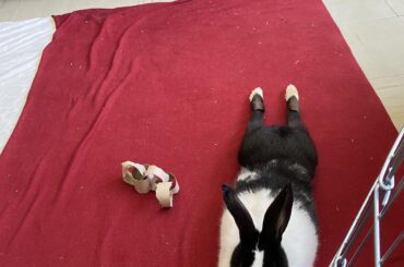 my handsome noodle Oreo