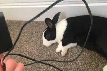 Flopping cutely won’t make me drop the charges you savage! Took him less than a second to ruin the cable.