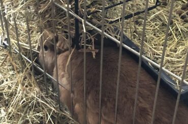 Update on Henry: Still hasn't learned, makes a mess pulling hay from overhead, still presses butt through the cage.