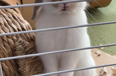 Double points for bun standing up + ear standing up