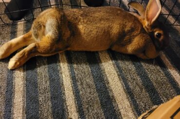 Lucy loves being a hopnoodle