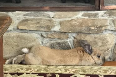 My hopnoodle Peanut noodling in her favorite spot