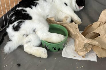 Passed out lil bun