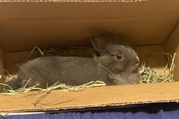 today he is comfy in a small box with some hay