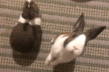 1 loaf and 1 periscope