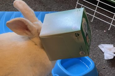 Always up to no good