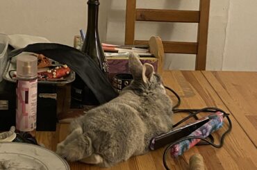 She's made it to the dining table...