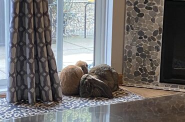 Double proofed loafs